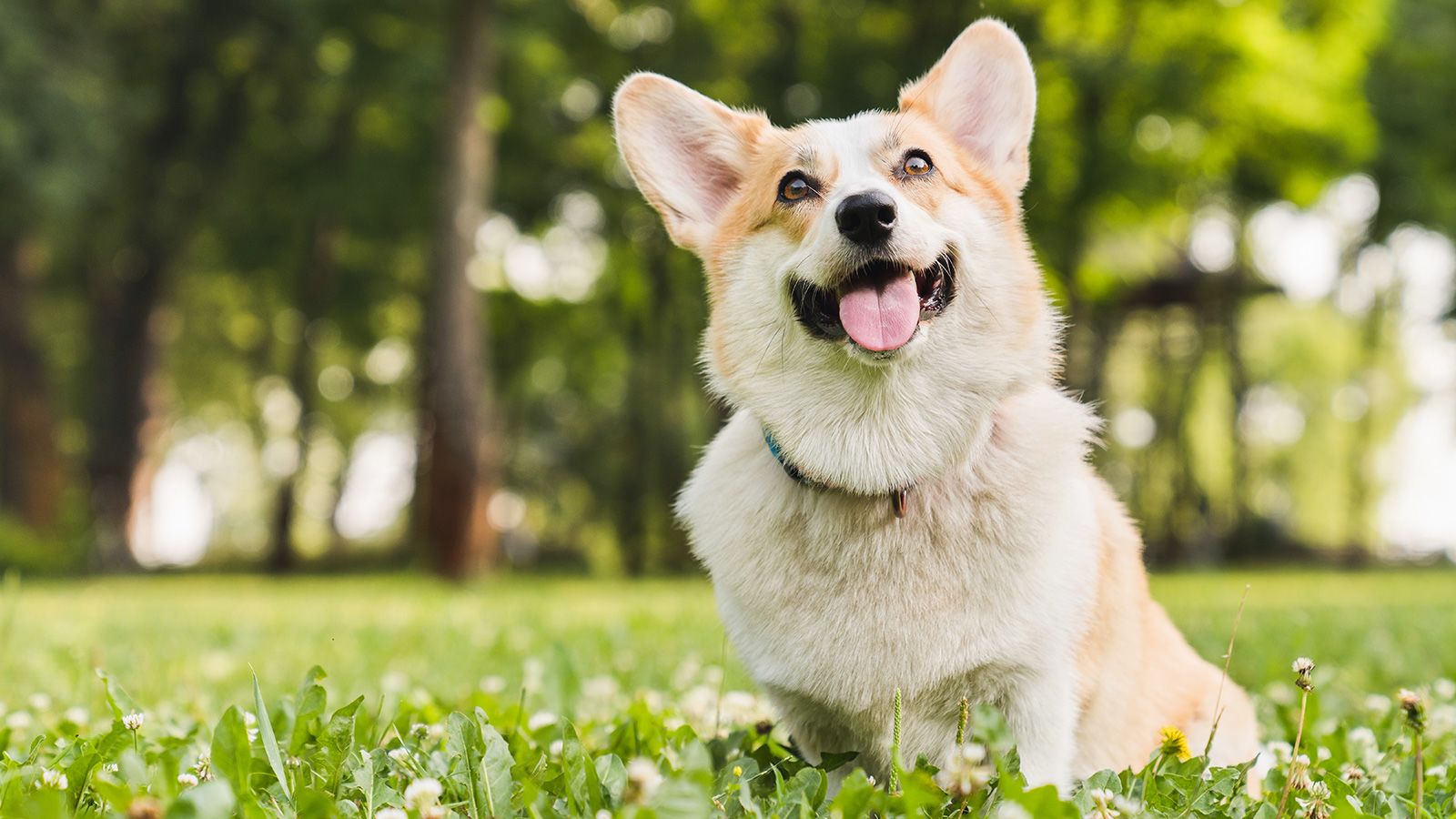 Pet Care